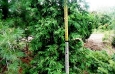 Black Cedar